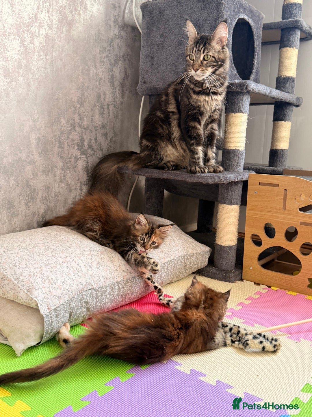 Maine Coon cats for sale: 🐾 2 MAINE COON KITTENS LOOKING FOR LOVING HOME 🐾 - Advert 25