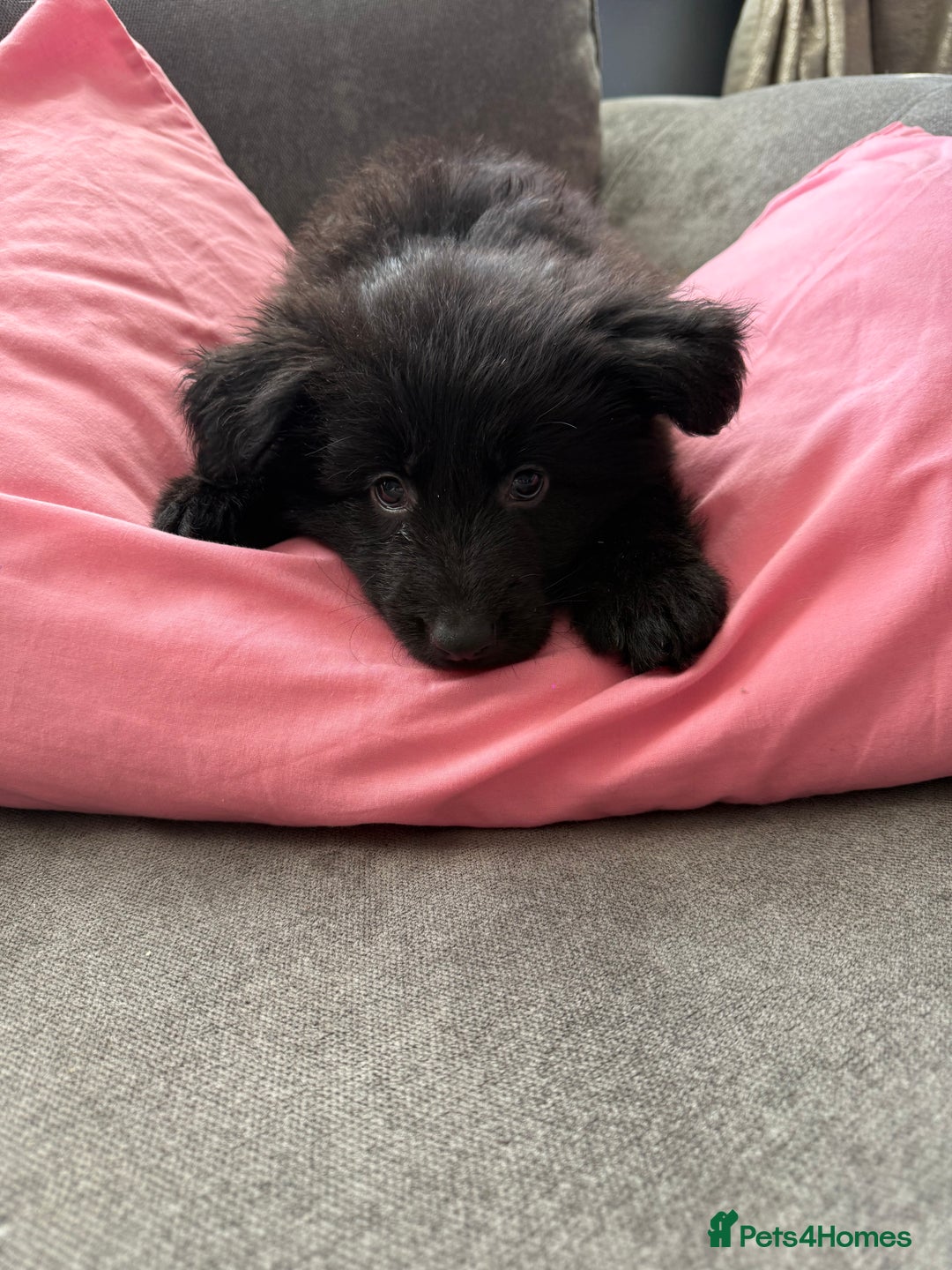 German Shepherd dogs for sale: Puppy’s for sale - Advert 6