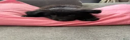 German Shepherd dogs for sale: Puppy’s for sale - Advert 6
