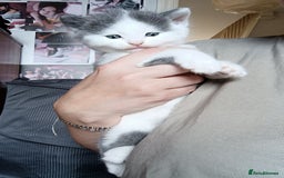 British Shorthair cats for sale: British shorthair cross kittens - Image 13