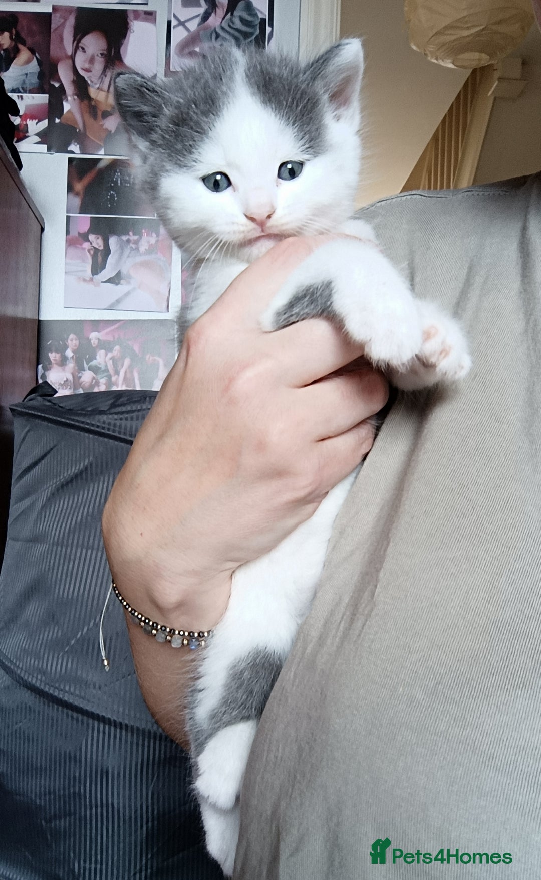 British Shorthair cats for sale: British shorthair cross kittens - Image 13