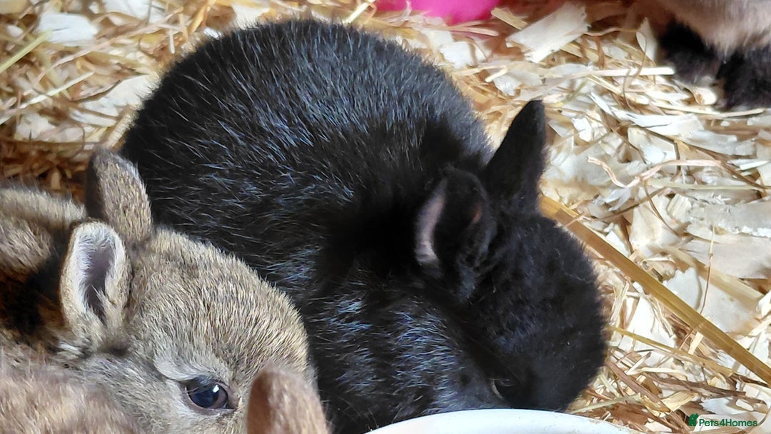 Netherland Dwarf rabbits for sale: Netherland dwarf BLACK & A CHOC BUCK  TO RESERVE  - Advert 11