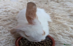 English Lop rabbits for sale: Lop mixed dot baby bunnies - Image 8