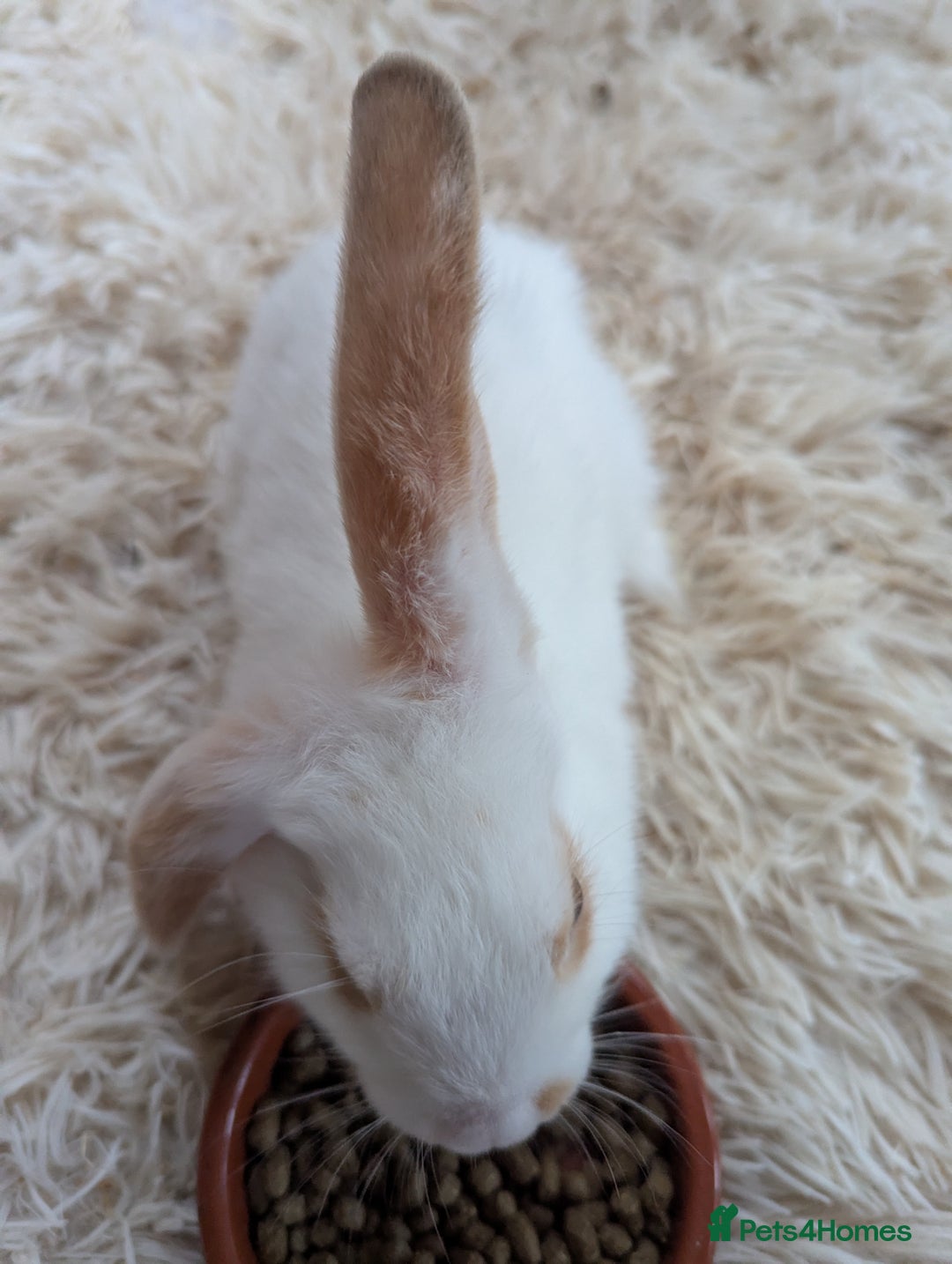 English Lop rabbits for sale: Lop mixed dot baby bunnies - Image 8