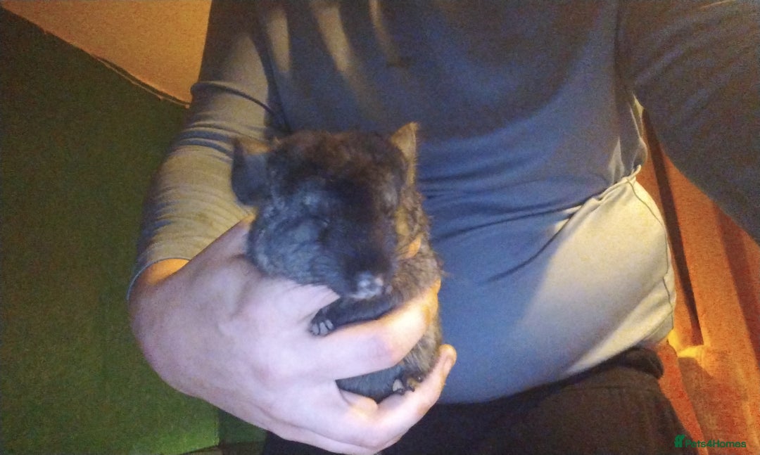 Chinchilla rodents for sale: Chinchillas with cage - Image 2