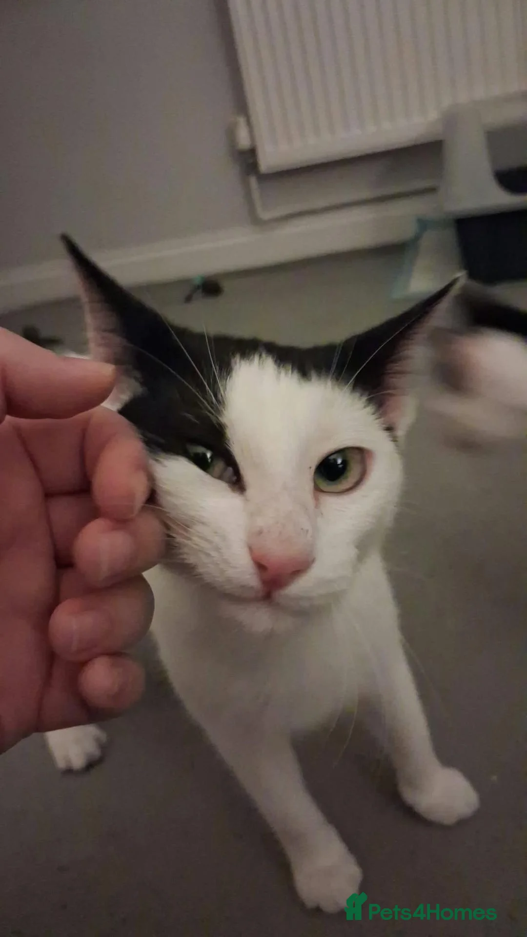 Mixed Breed cats for adoption: Elsa for adoption - Advert 2