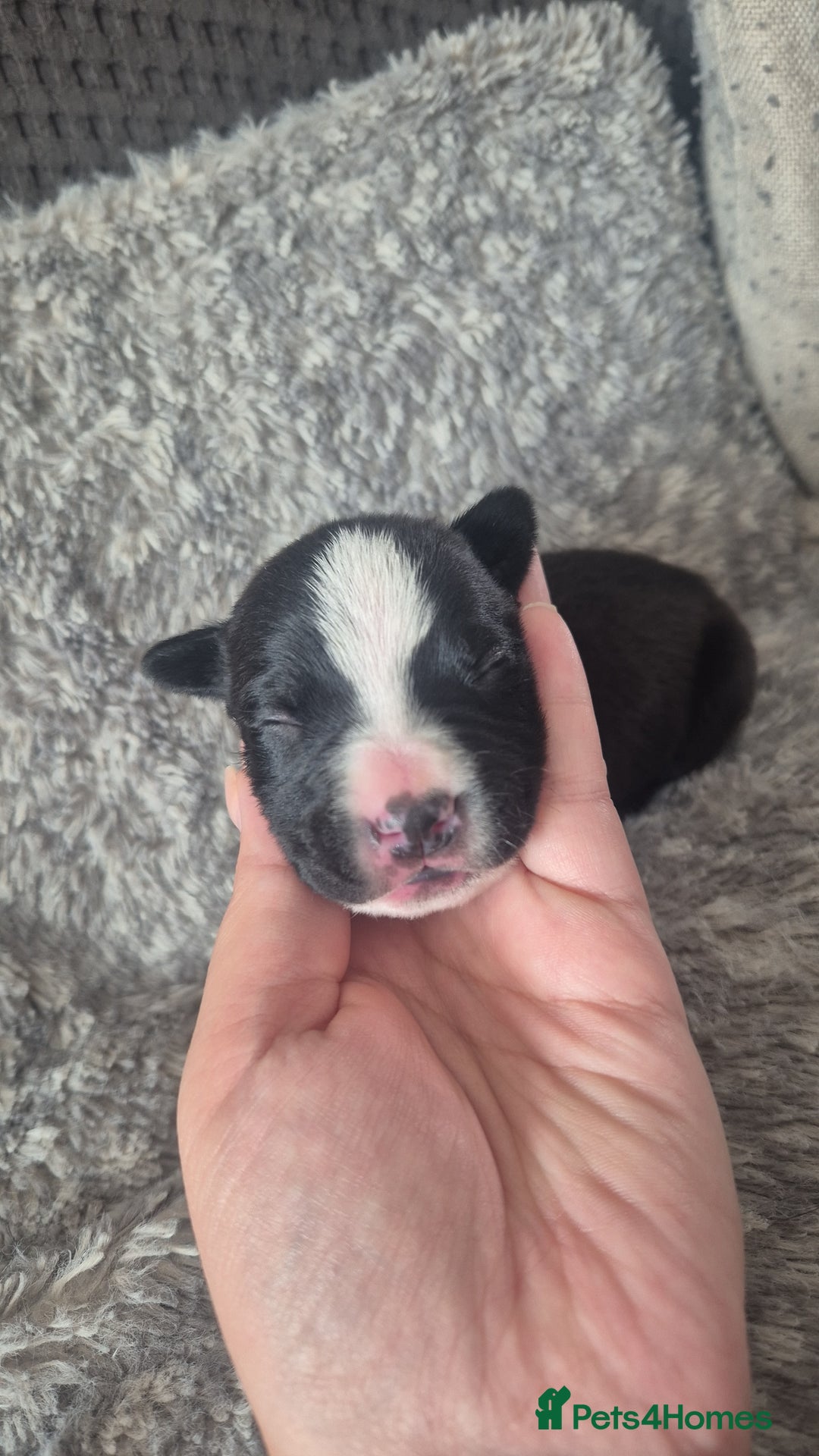 Mixed Breed dogs for sale: American bull staffy cross cane corso - Image 14