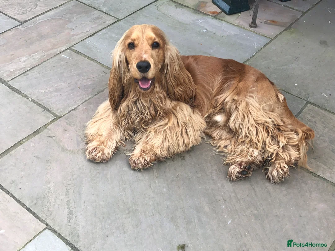 Cocker Spaniel dogs for sale: TRUE SHOWTYPE KC REGISTERED HEALTH TESTED - Advert 16