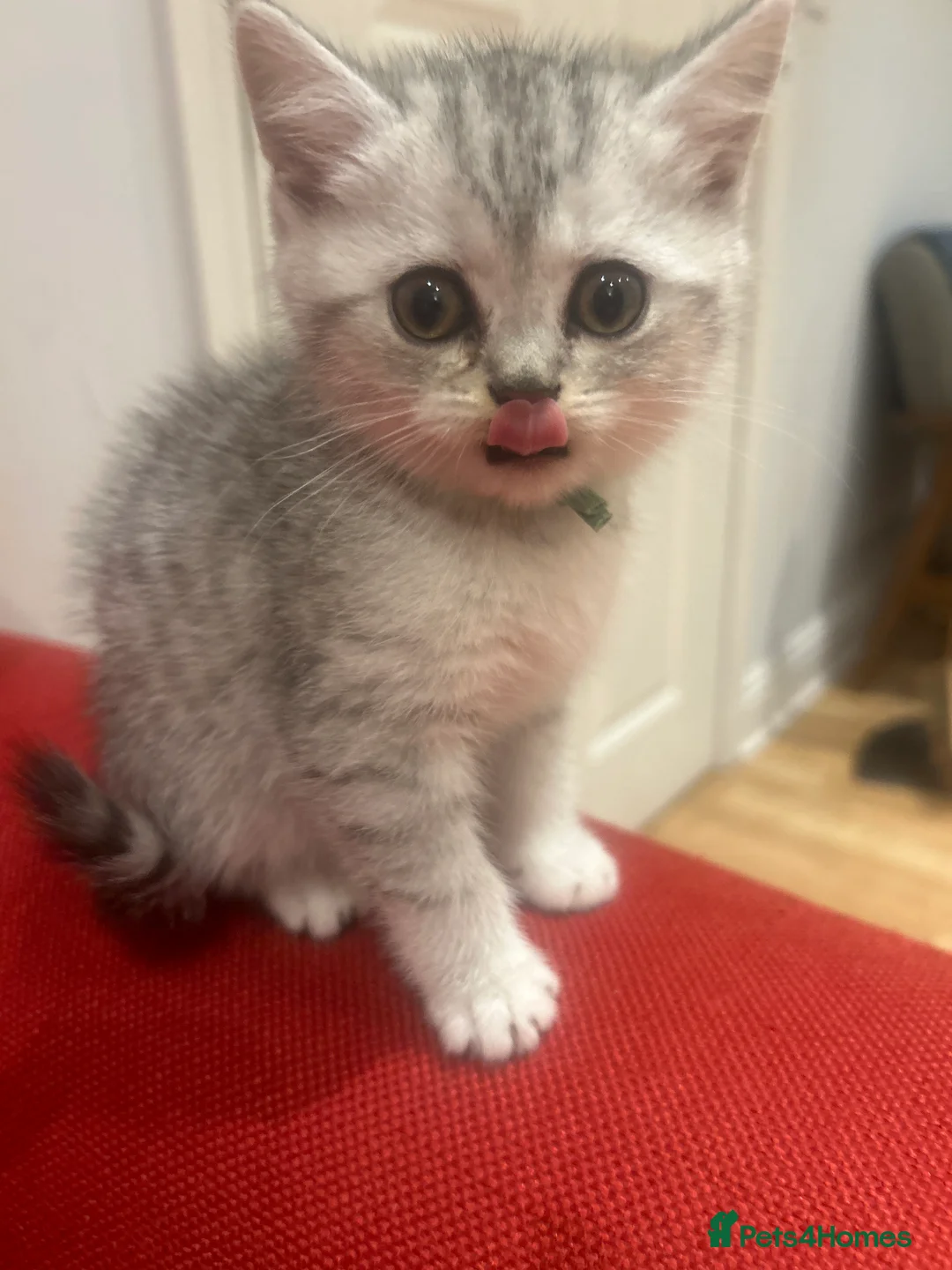 British Shorthair cats for sale: GCCF recommended breeder kittens BSH  - Advert 16