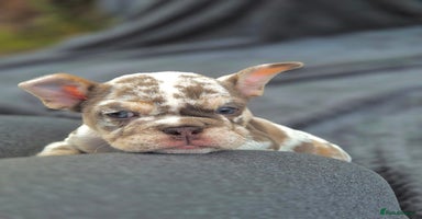 English Bulldog dogs - Advert 8
