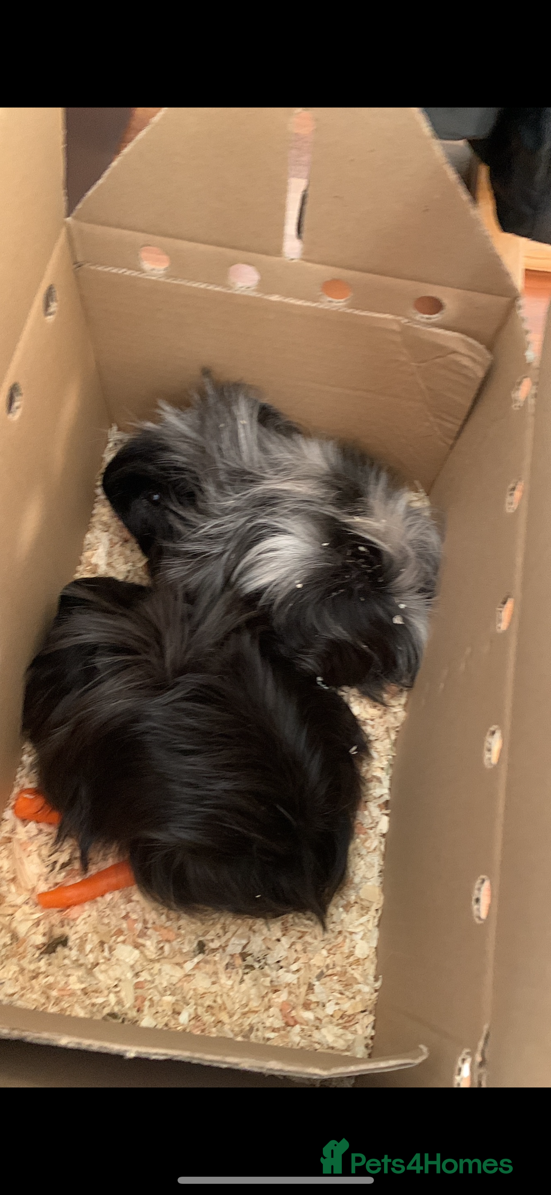 Guinea Pig rodents for sale: 2 bonded male guinea pigs for rehoming  - Advert 2