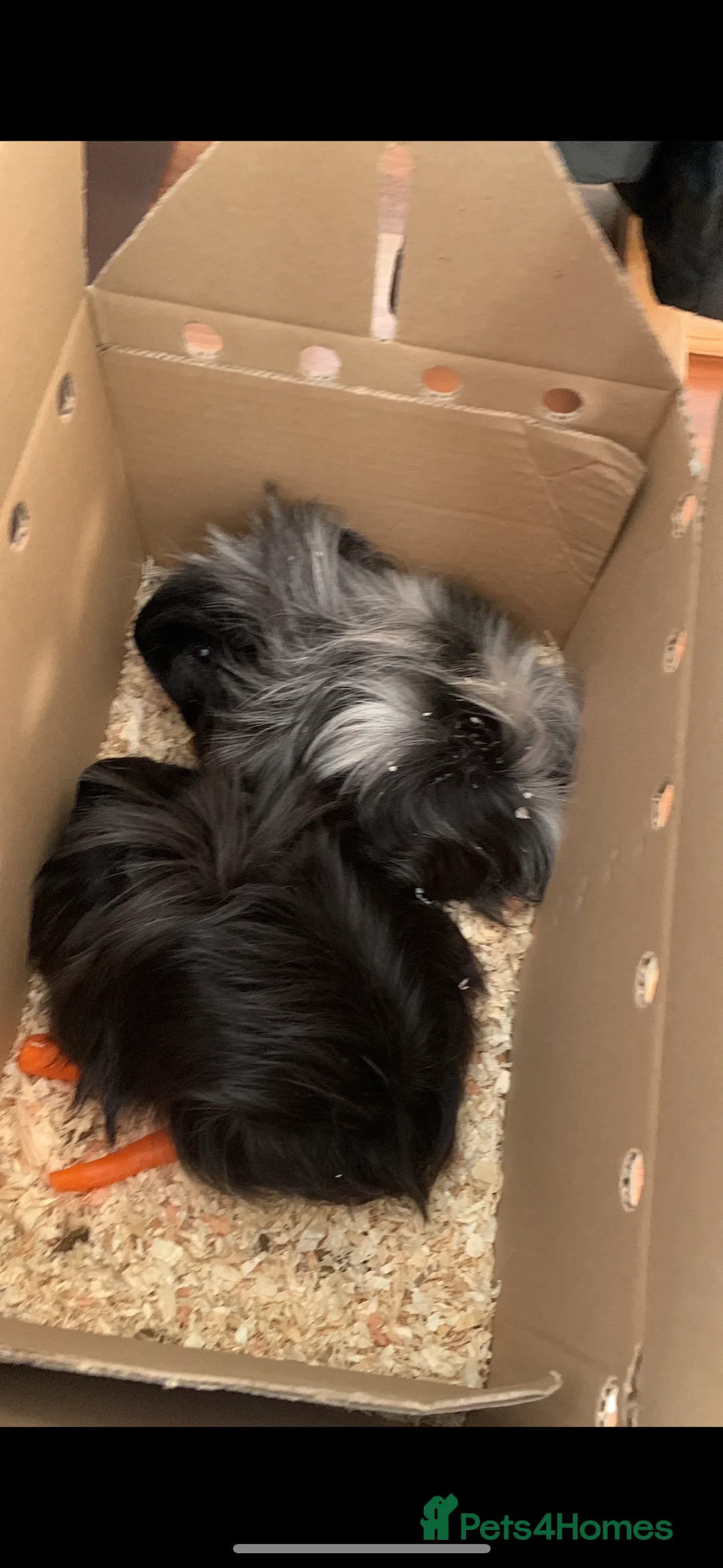 Guinea Pig rodents for sale: 2 bonded male guinea pigs for rehoming  - Advert 2