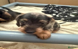 Miniature Dachshund dogs for sale: Miniature wire haired dachshund puppies - Image 4