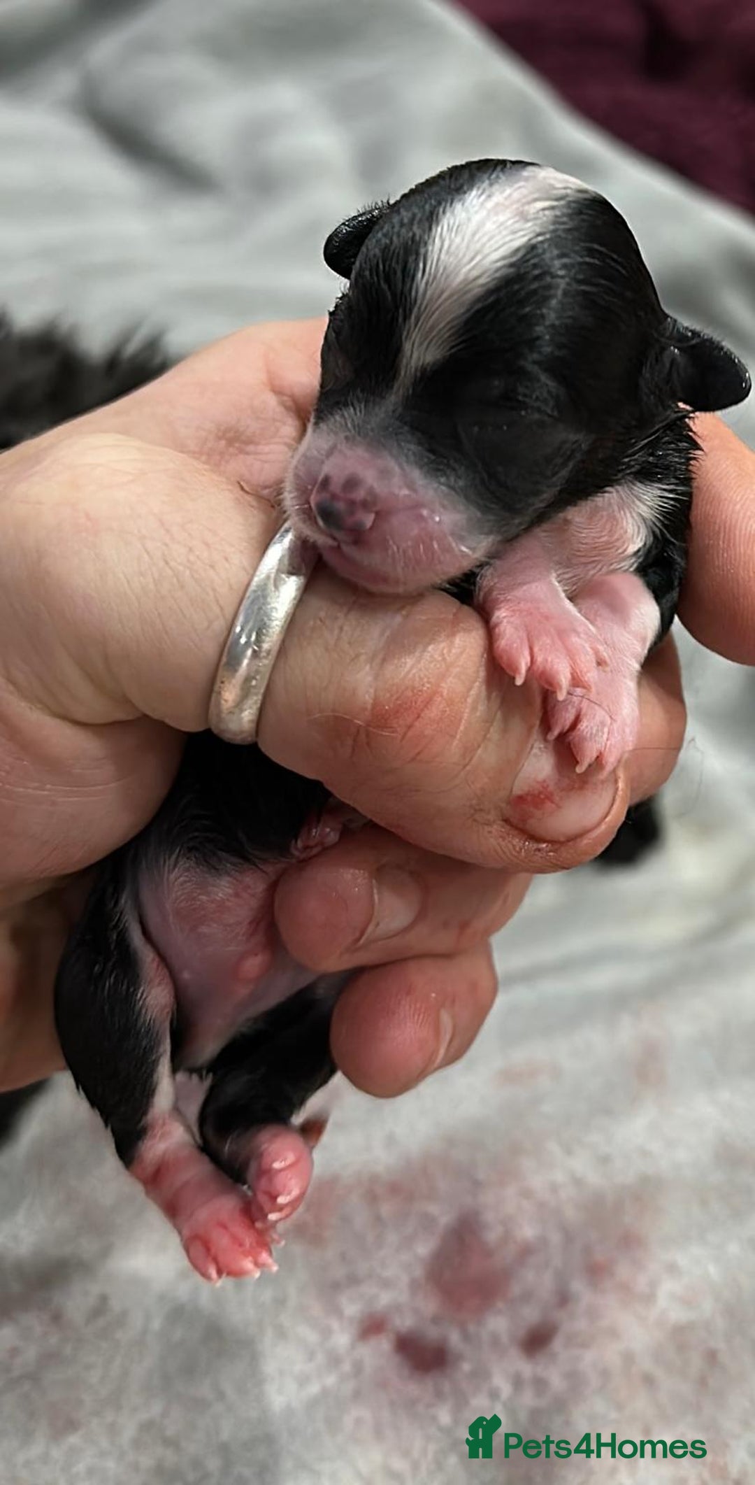 Chipoo dogs for sale: Chihuahua toy poo cross - Advert 10