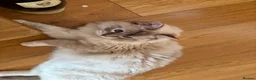Ragdoll cats for sale: Beautiful Ragdoll Cats Looking for Loving Homes - Advert 4