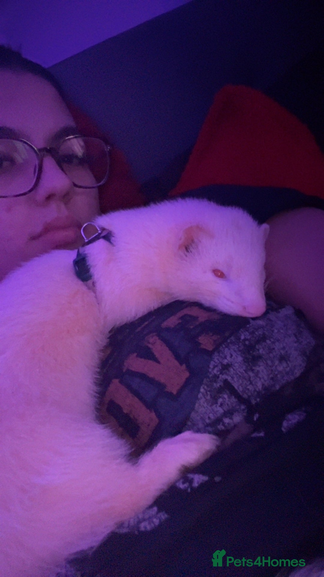 Ferret rodents for sale: Raffaelo  - Advert 4