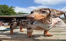 Miniature Dachshund dogs for sale: Miniature Chocolate Dapple Dachshund  - Image 2
