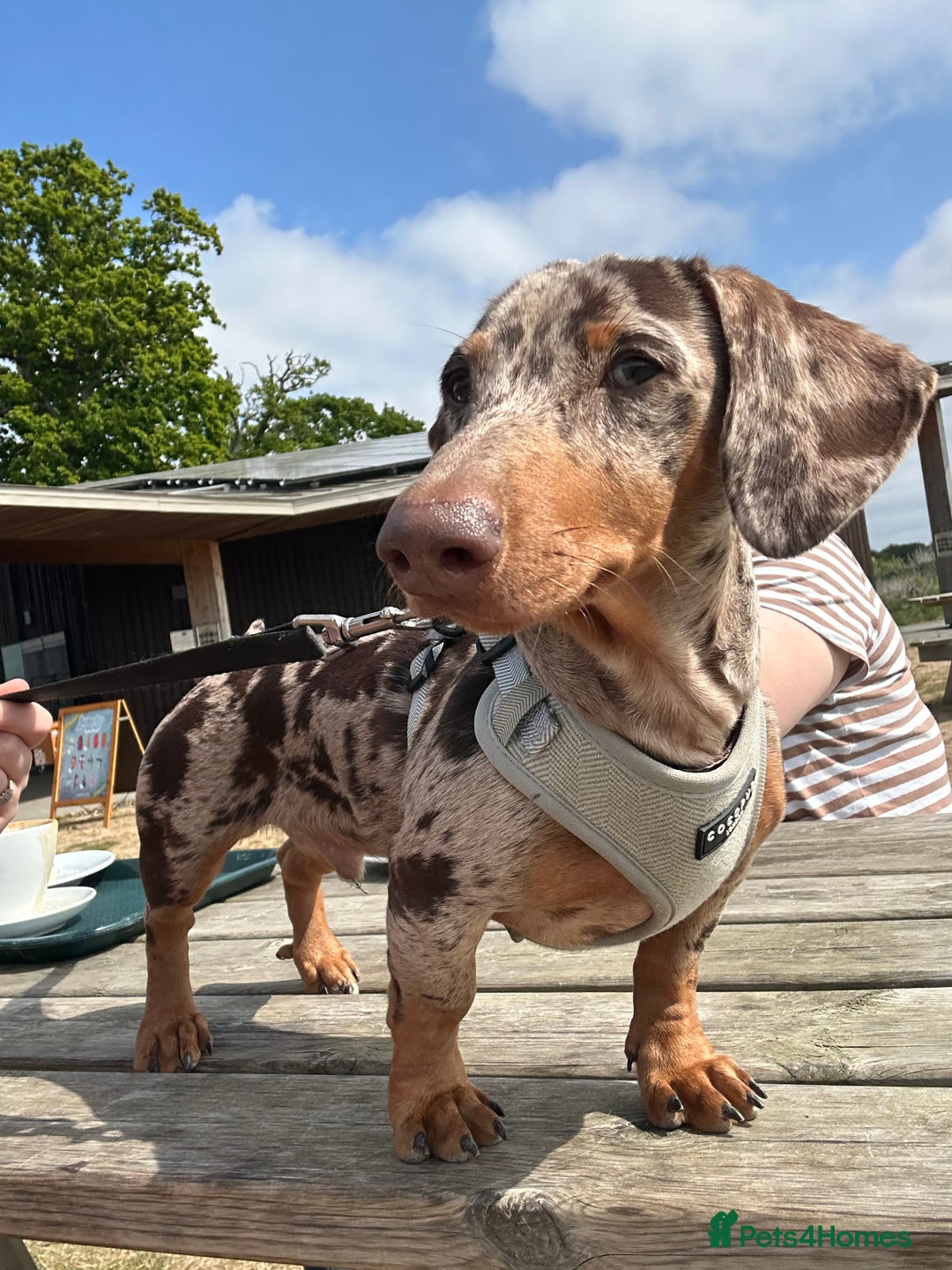 Miniature Dachshund dogs for sale: Miniature Chocolate Dapple Dachshund  - Image 2