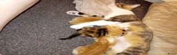 Mixed Breed cats for sale: Kittens for sale  in Airdrie - Advert 3