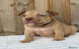 American Bully dogs for sale: Pocket bully puppies *2 females left* - Image 8