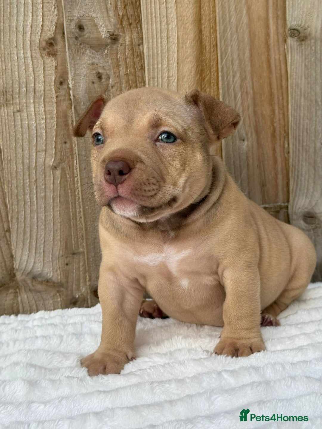 American Bully dogs for sale: Pocket bully puppies *2 females left* - Image 8