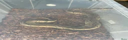 Python Snake reptiles for sale: Ball pythons  - Advert 8