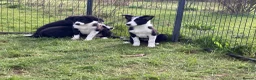 Border Collie dogs for sale: Border Collie pups  - Advert 5