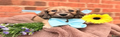 Miniature Dachshund Puppy 2