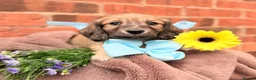 Miniature Dachshund dogs for sale: Long haired miniature dachshunds  - Advert 9