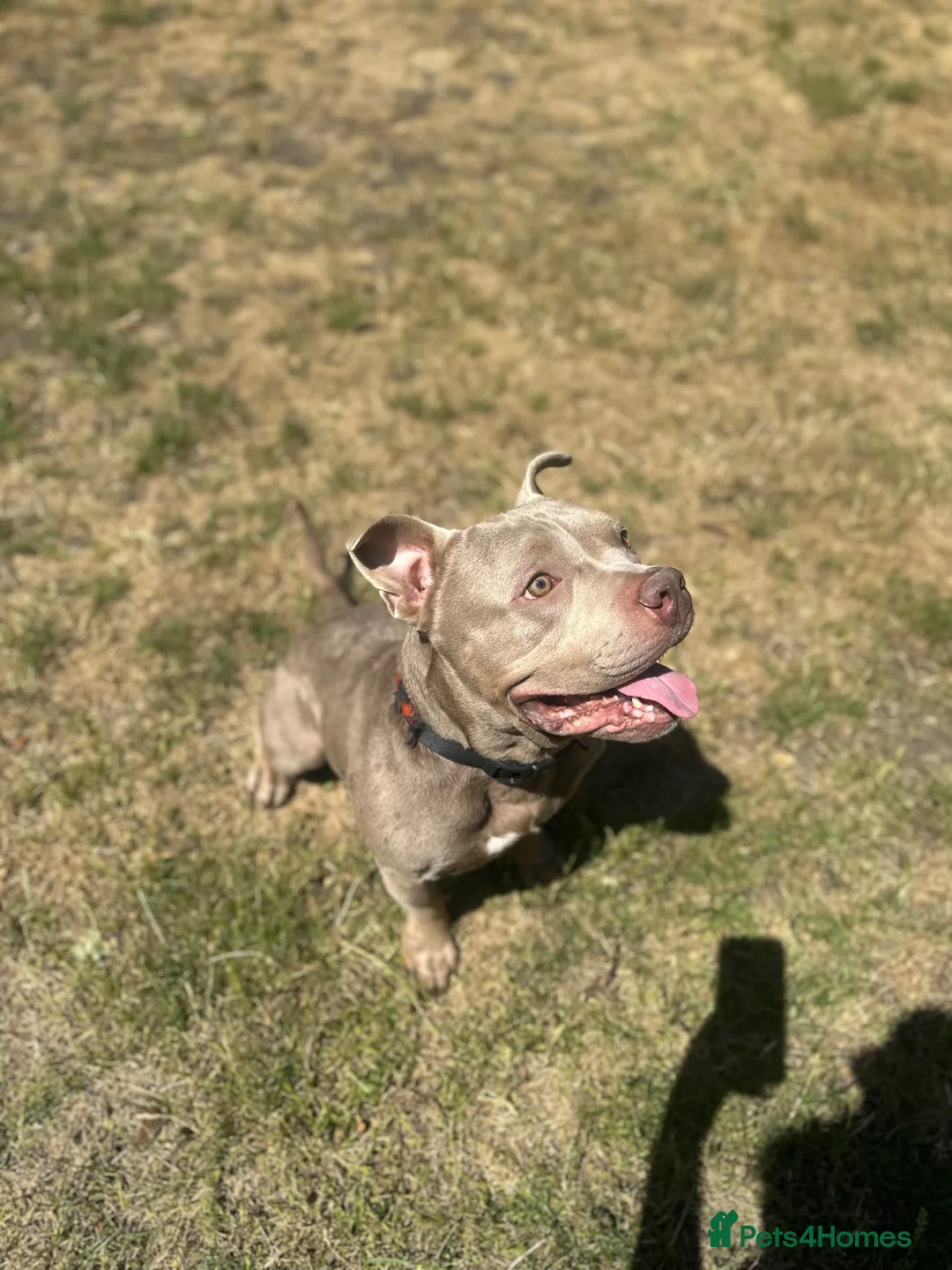 American Bully dogs for sale: Pocket Bully For Sale in Aylesbury - Advert 2