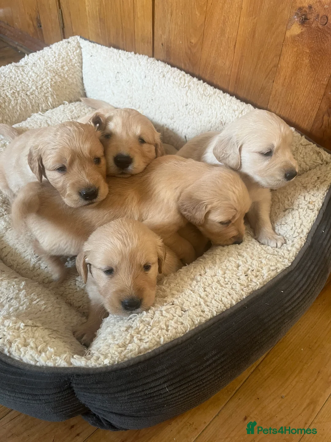 Golden Retriever dogs for stud: Show type golden retriever stud  - Advert 6