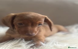 Miniature Dachshund dogs for sale: Two Adorable Girls Looking For Families  - Image 9