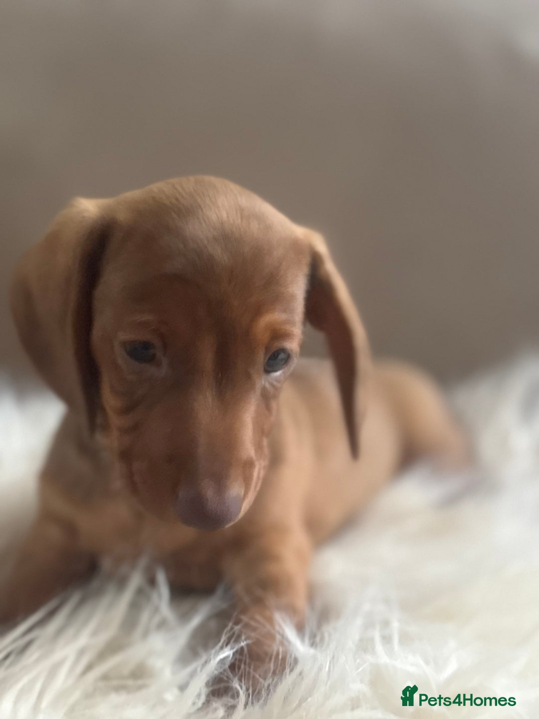Miniature Dachshund dogs for sale: Two Adorable Girls Looking For Families  - Image 9