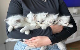 Ragdoll cats for sale: pedigree Ragdoll kittens - champion blood lines  - Image 9