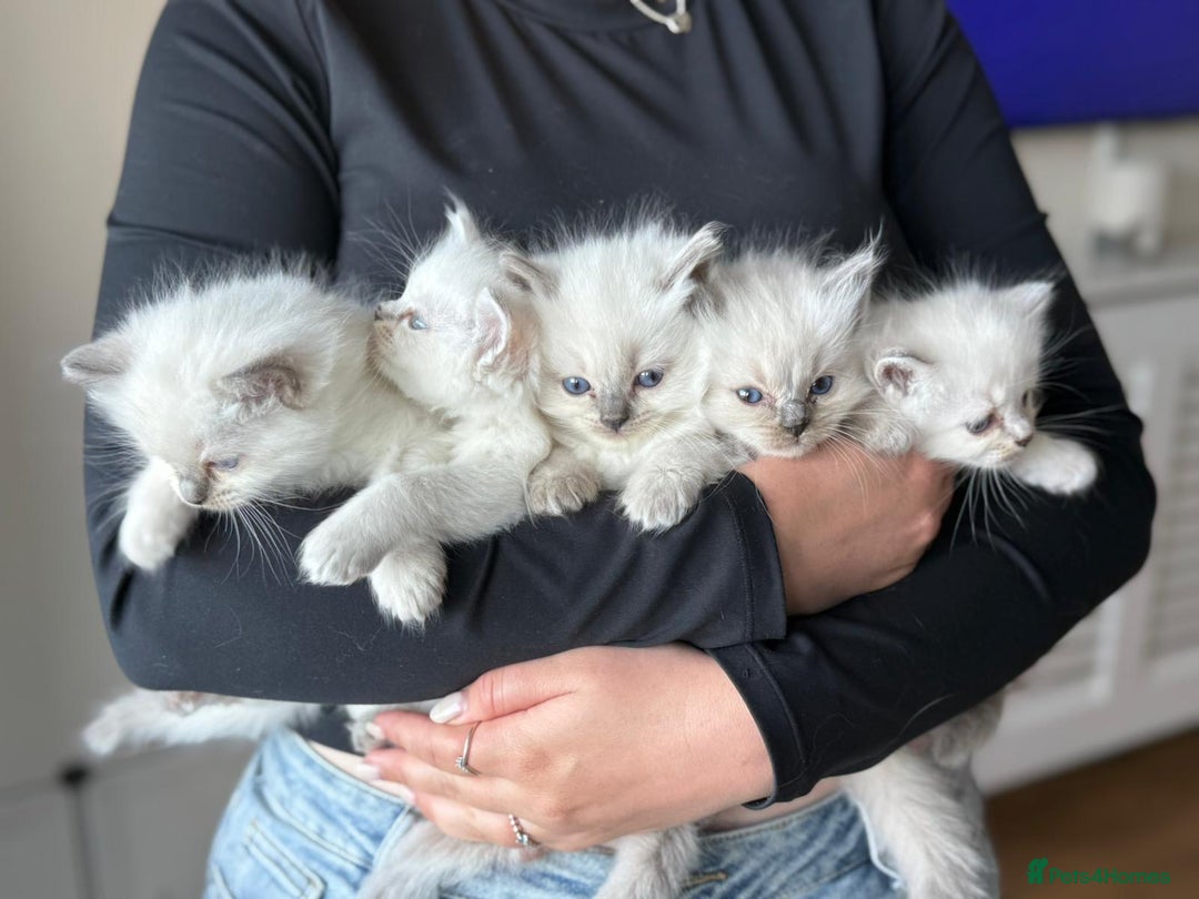 Ragdoll cats for sale: pedigree Ragdoll kittens - champion blood lines  - Image 9