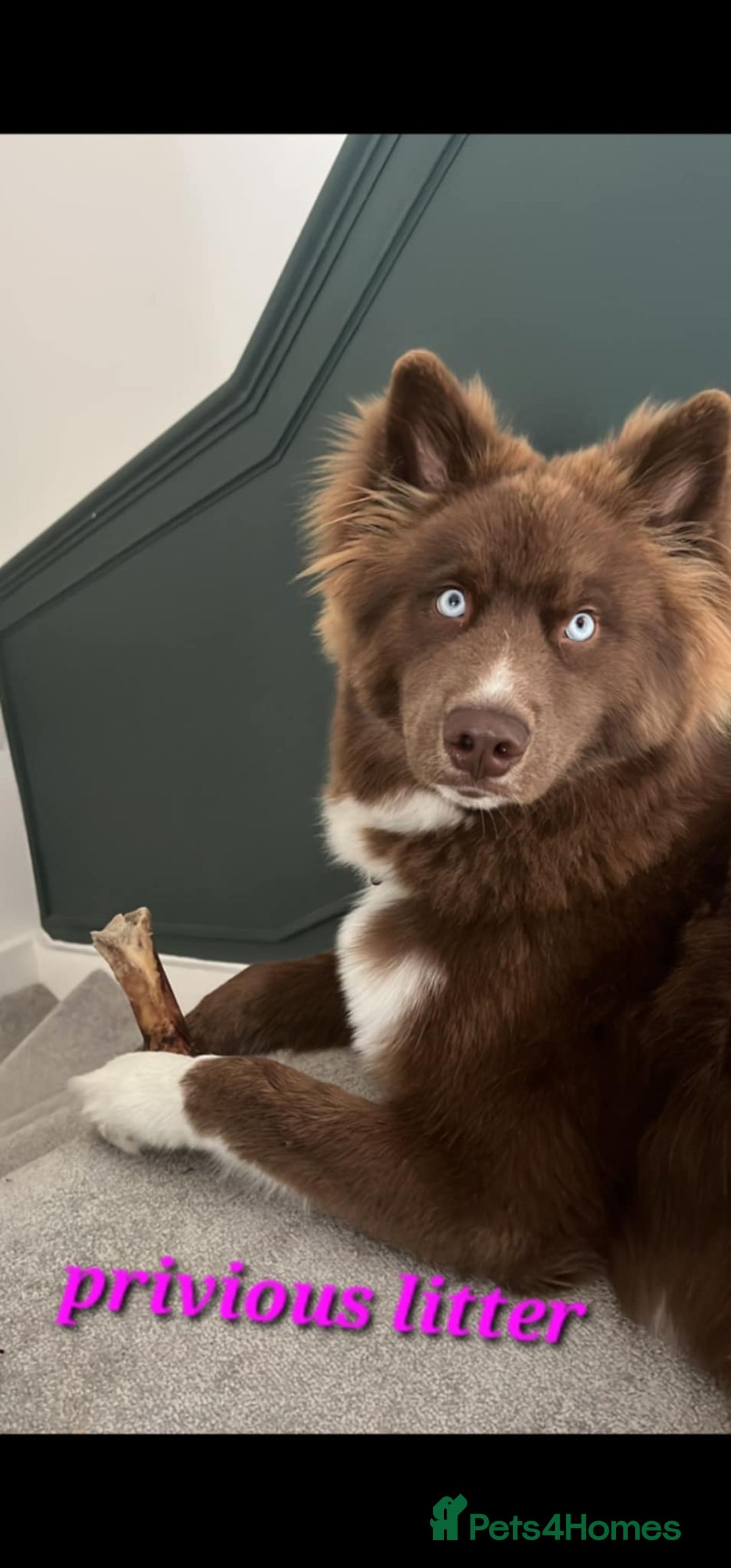 Siberian Husky dogs for sale: Wooly Siberian Husky - Image 12