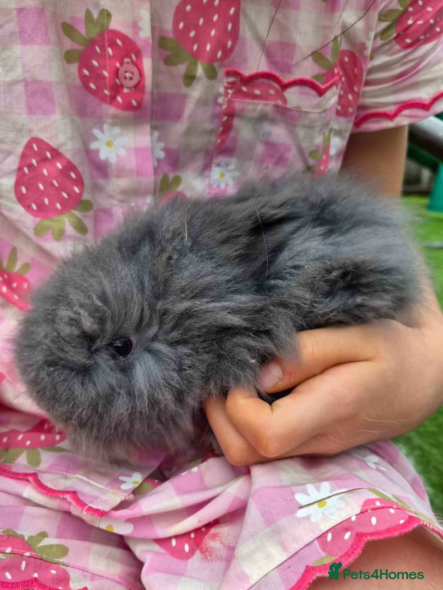 Lionhead rabbits (READY NOW) Lion head x Angora - Advert 2