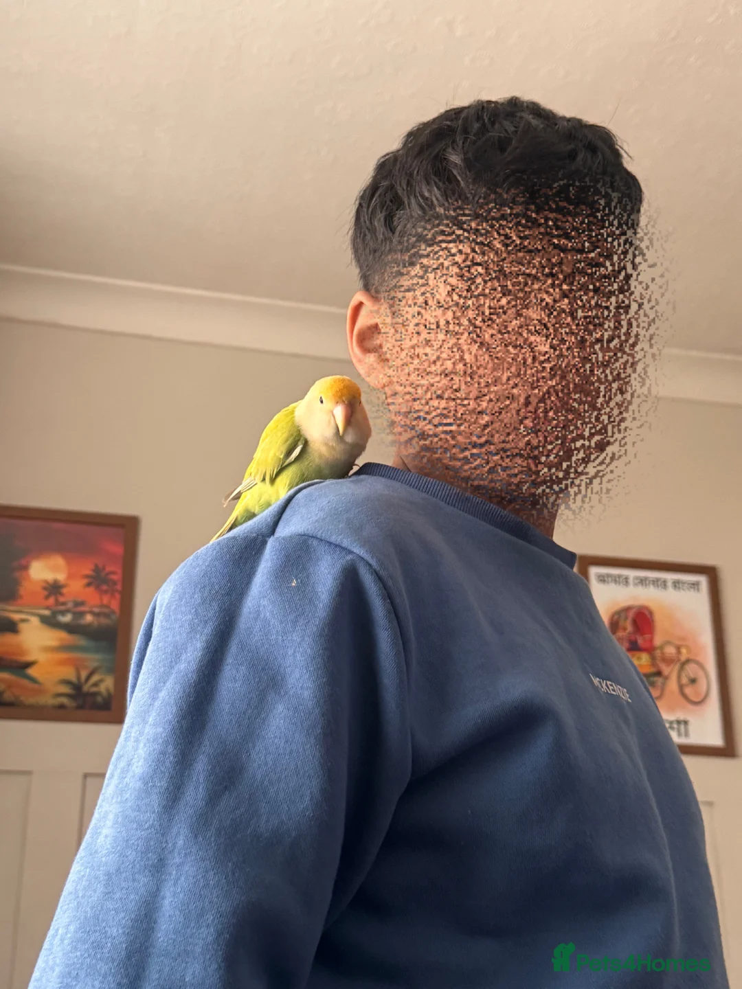 Budgerigars birds for sale: Friendly love bird  - Advert 1