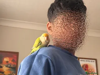 Budgerigars birds Friendly love bird - Advert 1