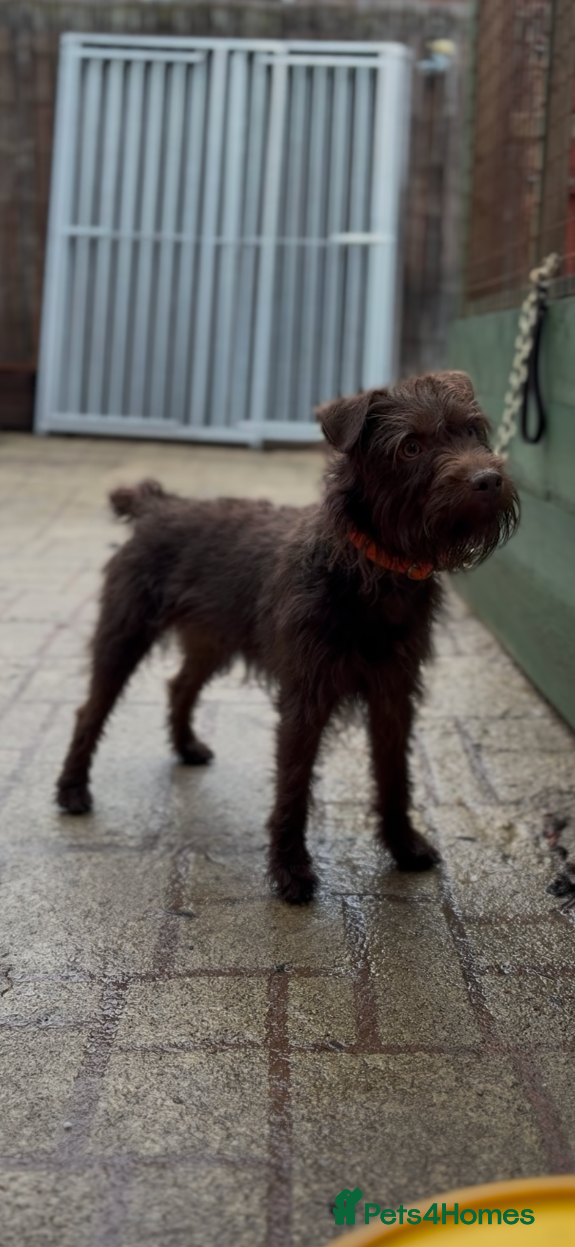 Patterdale Terrier dogs Patterdale Dog - Advert 9