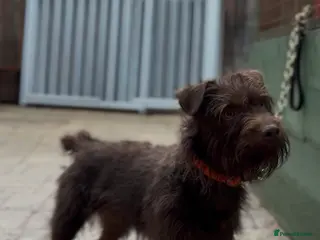 Patterdale Terrier dogs Patterdale Dog - Advert 9