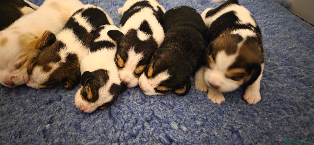 Beagle dogs for sale: Well Bred Beagle Puppies - Advert 2