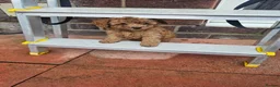 Cavapoo dogs for sale: 5* Cavapoo Puppies - Advert 14
