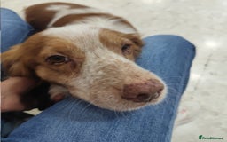 Brittany Spaniel dogs for adoption: Lovely gentleman Rudolph- Camberley Surrey - Image 3