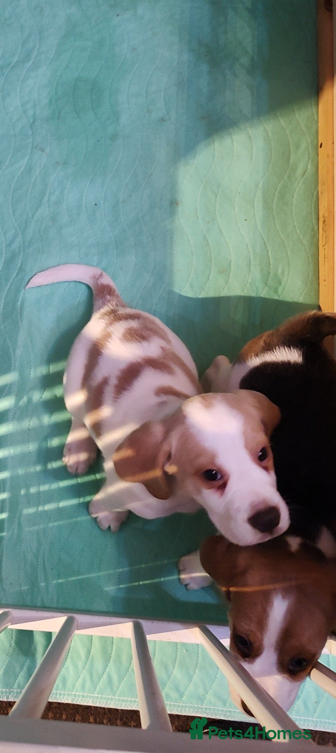 Beagle dogs for sale: Beagle puppy's  - Advert 7
