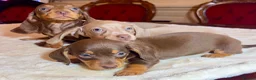 Miniature Dachshund dogs for sale: dachshunds puppies  - Advert 8