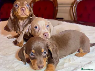 Miniature Dachshund dogs dachshunds puppies - Advert 1
