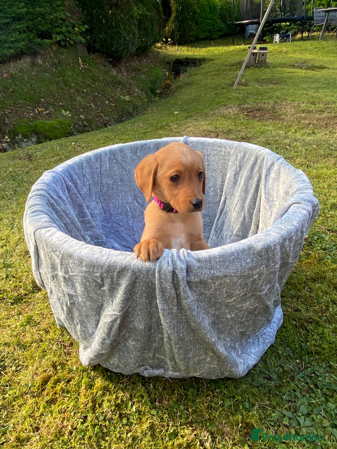 Labrador Retriever dogs for sale: Fox Red lab puppies for sale - Image 8