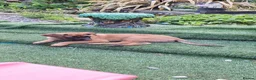 Belgian Shepherd Dog dogs for sale: Belgian Sheperd Malinois  in Nottingham - Advert 9