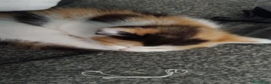 Mixed Breed 3